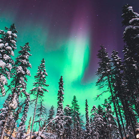 Northern lights above snow covered trees