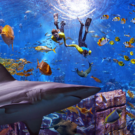 atlantis exhibits ambassadors lagoon