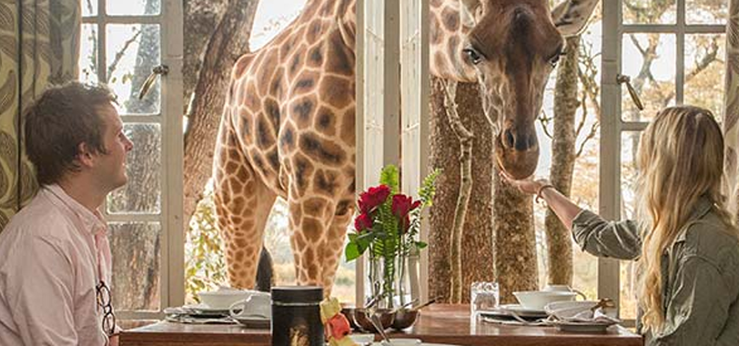 Have Breakfast With The Giraffes In Nairobi | Winged Boots